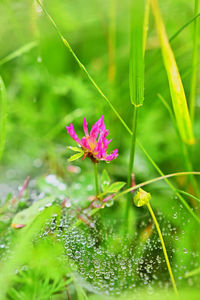 Close-up of pink flowering plant