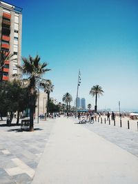 Palm trees in city against clear blue sky