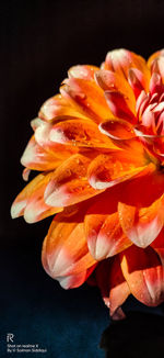 Close-up of orange flower against black background