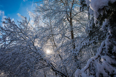 Low angle view of snow covered trees in forest