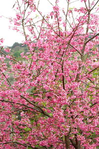 Low angle view of pink flower tree against sky