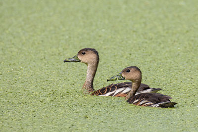 Mallard duck in a lake