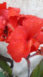 Close-up of wet red flowers