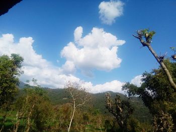 Trees on landscape against sky