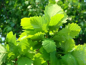 Close-up of green leaves on plant