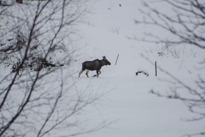 Animal walking on snowy field during winter