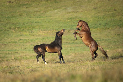 Horses running in a field