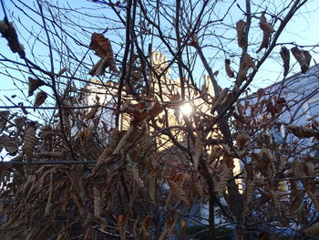 Low angle view of bare trees against sky during winter