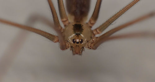 Close-up of spider