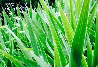 Close-up of plant on field