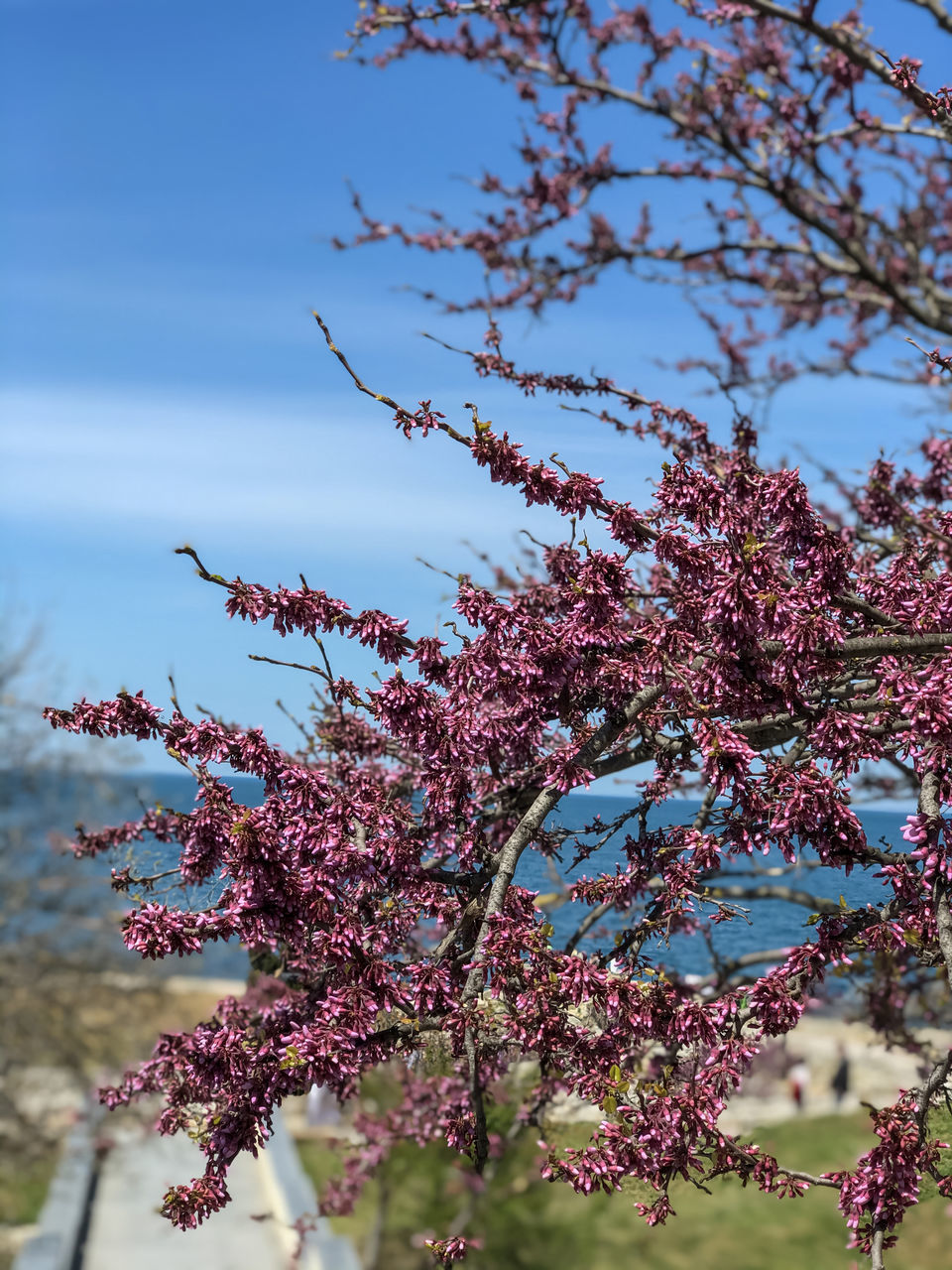 LOW ANGLE VIEW OF CHERRY BLOSSOM AGAINST SKY