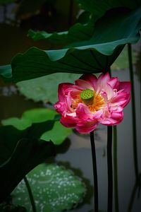 Close-up of pink lotus water lily