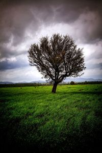 Tree on field against sky