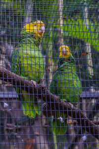 View of birds in cage