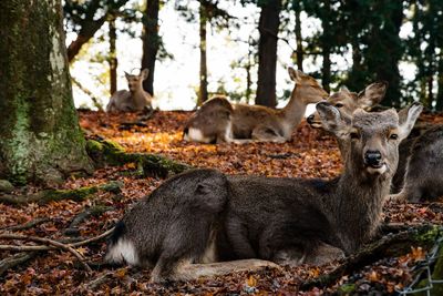 Deer in forest