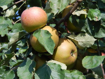 Close-up of apples on tree