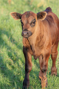 Black angus calf.