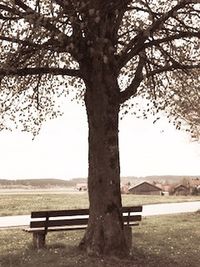 Close-up of bench by tree against sky