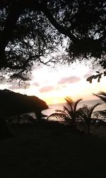 Silhouette trees on beach against sky at sunset