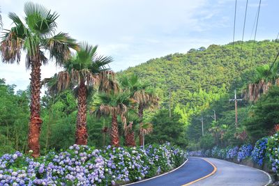 The road is full of hydrangeas and palm trees.
