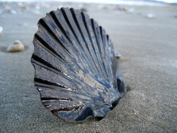 Close up of feathers