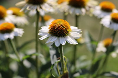 Close-up of white flowering plant on field