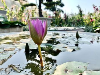 Close-up of water lily in lake