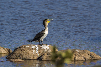 Bird perching on rock