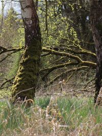 Trees in forest