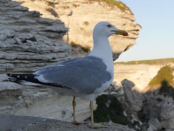 Close-up of seagull perching on rock