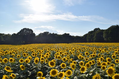 Scenic view of sunflower field against sky