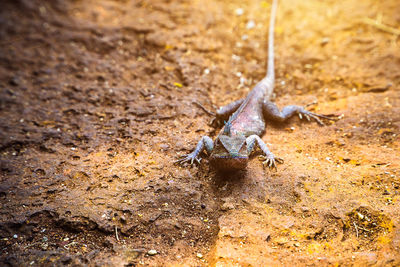 High angle view of iguana on field