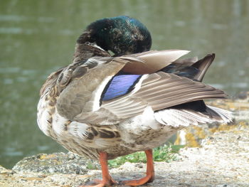 Ducks next to water relaxing 