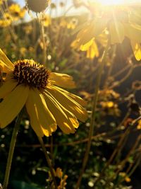 Close-up of yellow flower