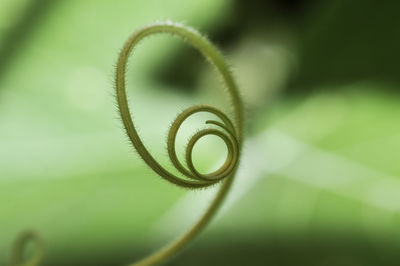 Close-up of feather on leaf