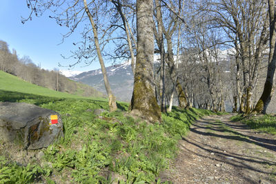 Road amidst trees on field