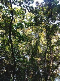 Low angle view of trees in forest