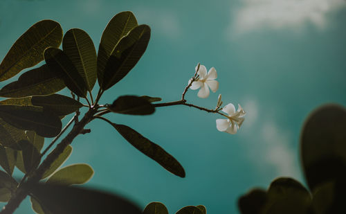 Low angle view of flowering plant against sky