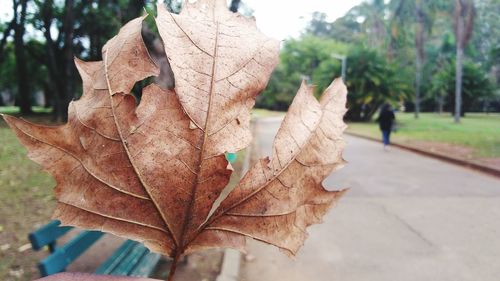 Close-up of maple leaf fallen on tree