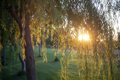 Sunlight streaming through trees during sunset