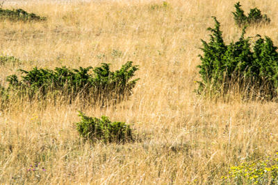 Plants growing on field, dorres