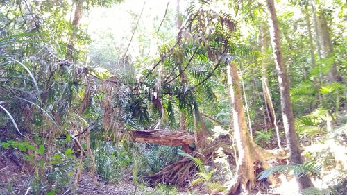 Trees in forest