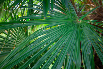 Close-up of palm tree in forest