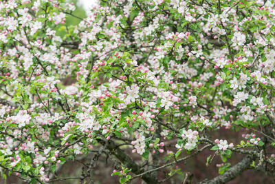 Close-up of cherry blossom tree