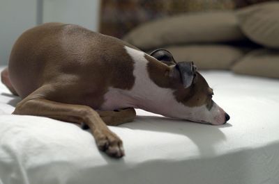 Close-up of dog relaxing on bed at home