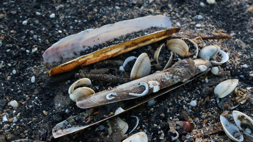 High angle view of shell on ground
