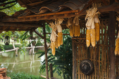 Close-up of dried hanging on tree