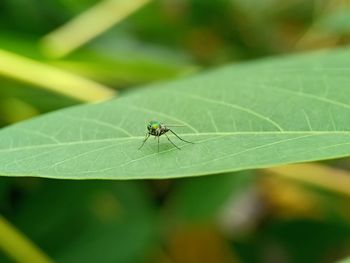 Close-up of insect on leaf