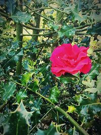 Close-up of pink rose on plant