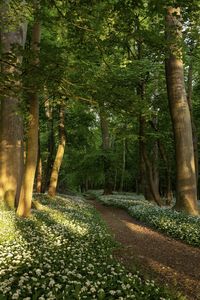 Trees in forest